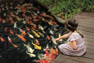 Koi Pond at Purva Emerald Bay